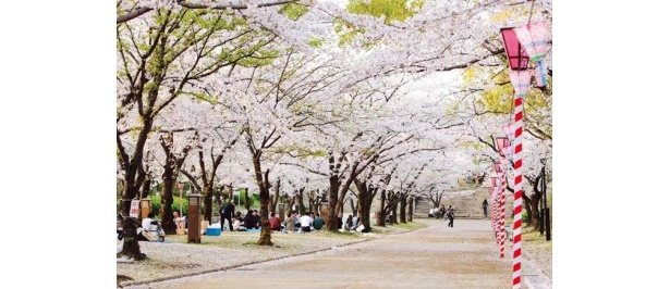 現在、桜は満開に咲くところが多く、中継する日も数多くのお花見客でにぎわうはず！写真は大阪城公園