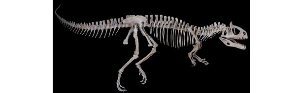 南極で発見されたクリオロフォサウルスも肉食恐竜