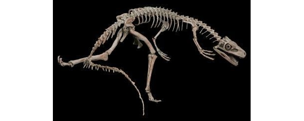 南米恐竜の始祖とも言われるスタウリコサウルス