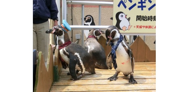 お出迎え・お見送りをしてくれる！
