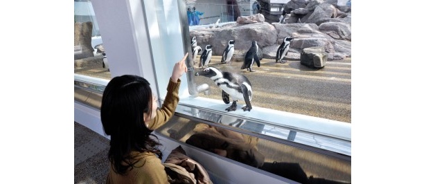 ペンギンは後方からみるとスピード感を実感できる