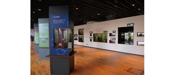京都特有の希少生物を展示する