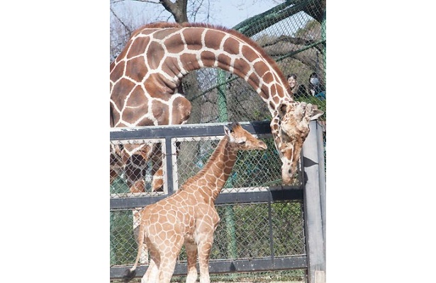 横浜市立野毛山動物園のアミメキリンの赤ちゃん