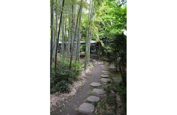 涼しげな印象を受ける竹林