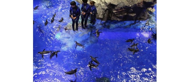 約50羽のペンギンが泳ぐ姿は壮観！