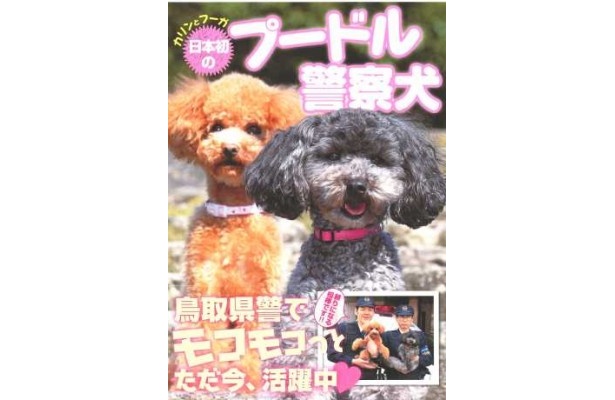 画像1 8 日本初のトイプードル警察犬 かわいすぎる 写真集が話題 ウォーカープラス