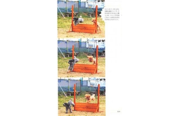 見事なジャンプを決める訓練の様子