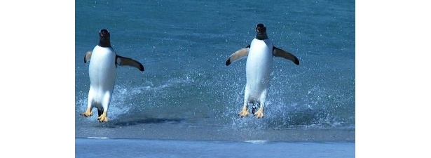 【写真を見る】海と陸に生きる不思議な鳥“ペンギン”たちがいっぱい！