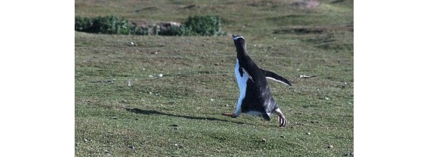 力強く大地を蹴るジェンツーペンギン 