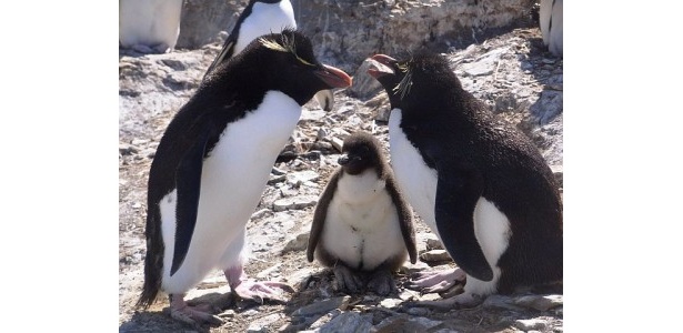 イワトビペンギンの仲良し親子