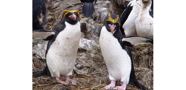 橙色の飾り羽を持つマカロニペンギン 