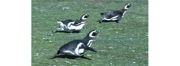 独特な格好で走るマゼランペンギン