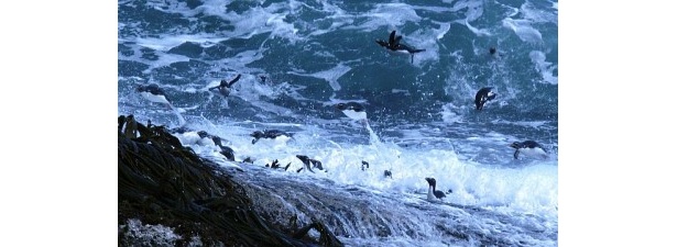 荒波を飛ぶイワトビペンギン