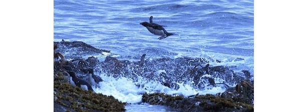 イワトビペンギンが空を飛ぶ？