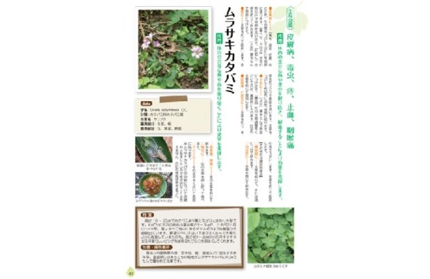 「ムラサキカタバミ」紹介ページ