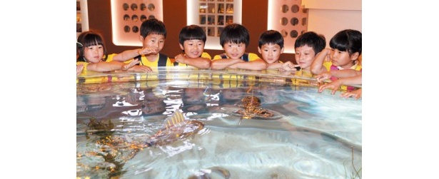 海の生物を間近でみられる子ども用スポットもある 