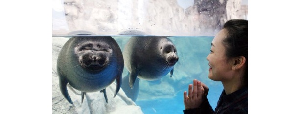 アザラシなど間近で見られるアクアリウムも人気 
