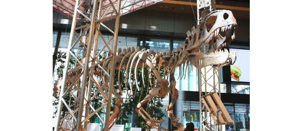 画像6 / 12＞東京・丸ビルに巨大肉食恐竜が出現！｜ウォーカープラス