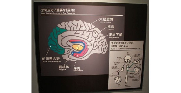脳が恐怖を感じる仕組みや…