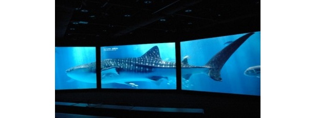 超リアルなジンベエザメが泳ぐ！銀座「Sony Aquarium」の見どころは？