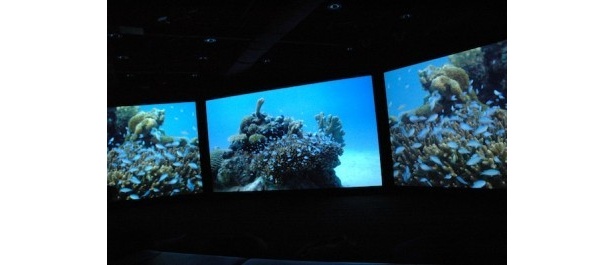 【写真を見る】美しすぎる！超美麗シアターなど“映像水族館”画像はコチラ