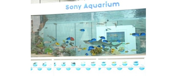 画像7 17 超リアルなジンベエザメが泳ぐ 銀座 Sony Aquarium の見どころは ウォーカープラス