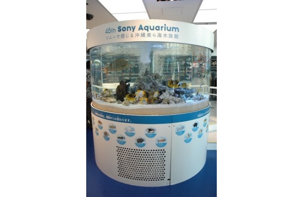 画像14 17 超リアルなジンベエザメが泳ぐ 銀座 Sony Aquarium の見どころは ウォーカープラス