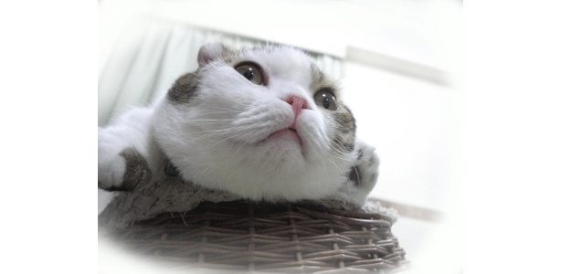 というか、ちょっと無愛想。しかし一番人気なのだそうです