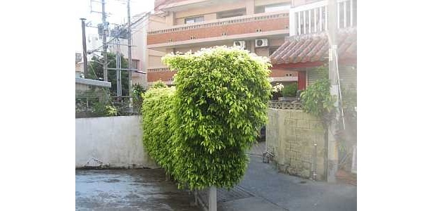 植木から大きな輪郭を見せるシーサー