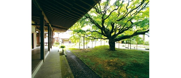 樹齢400余年の大カエデ。秋には紅葉した姿を見ようと多くの人が集まる