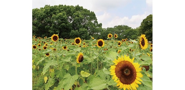 自然文化園のチューリップの花園では、22種•約1万株のヒマワリが咲き誇る。ヒマワリを眺めて夏を満喫しよう
