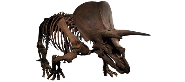 進化生物学研究所が所蔵する、全長7mの「トリケラトプス」の全身骨格 は必見だ！