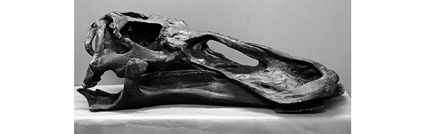 カモノハシリュウの一種であるハドロサウルスの頭骨の化石
