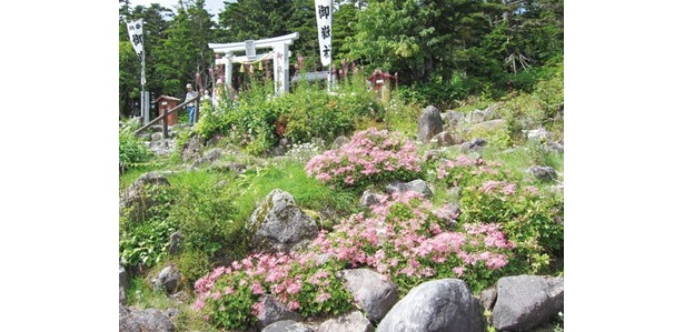 紅色が美しいアカバナシモツケが群生する植物園。奥に見える御岳社の鳥居からは、原生林へと遊歩道が続く