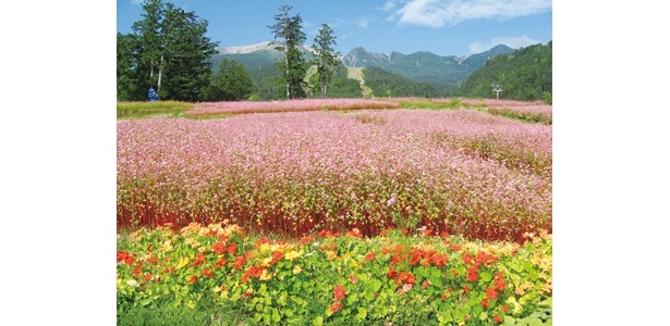 センターハウス前お花畑には、「高嶺ルビー」と呼ばれる赤そばの花を見られる