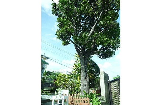 入り口には目印の大きなクロキが！
