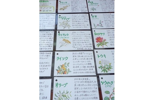 ハーブ14種類の効能や特長が書かれている
