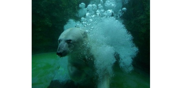 画像3 8 観光名所から穴場スポットまで 行ってよかった動物園 水族館ランキング12 発表 ウォーカープラス