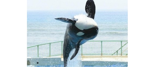 水族館部門2位の「鴨川シーワールド」ではダイナミックなシャチのショーを公開