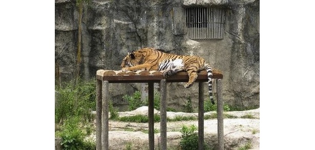 3位の「愛媛県立とべ動物園」は段差や堀を利用した立体感のあるパノラマ展示が人気