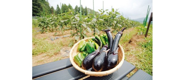 野菜狩りのリニューアルでピーマンやナスが仲間入りした「ローザンベリー多和田」