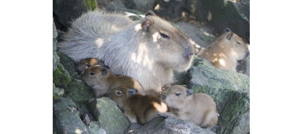 【写真を見る】今回生まれた4頭のうち、1頭の赤ちゃんの名前を募集！