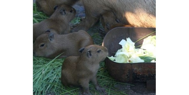 赤ちゃんは生まれてから数日で、大人と同じ物が食べられるようになるという