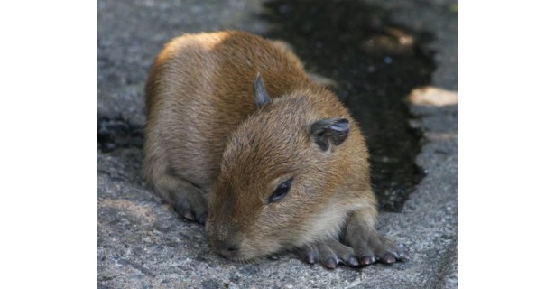 画像9 9 世界最大のネズミ カピバラのキュートな赤ちゃんが誕生 ウォーカープラス