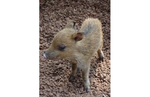 赤ちゃんは赤褐色で背の前から後ろにかけて暗色の縞がある