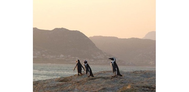 【写真を見る】南アフリカの「ボルダーズビーチ」ではペンギンたちと泳ぐことも！