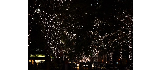 今はまだ木々の葉が生い茂っているが、11月ごろには葉も落ちて、光がキレイに見えるそう
