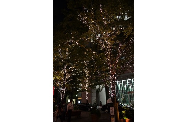 街路樹の一本一本に装飾がなされている