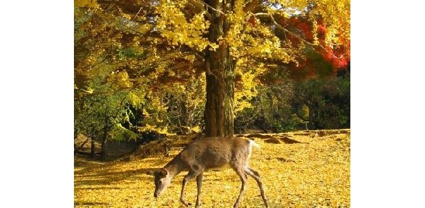 鹿との触れ合いも楽しめる奈良公園
