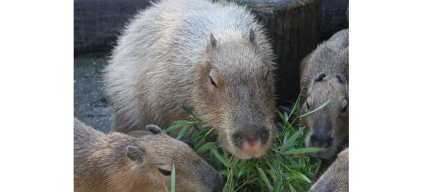 結果発表！“動物総選挙”1位のカピバラが名誉園長に就任